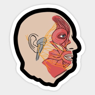 Anatomy Of Face Muscles - Nurse Or Physician Sticker